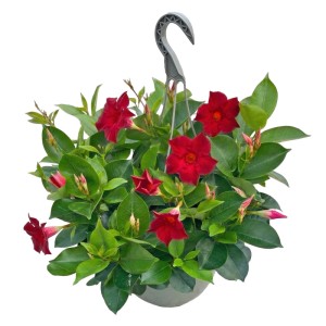Dipladenia (Mandevilla) don. 25 cm