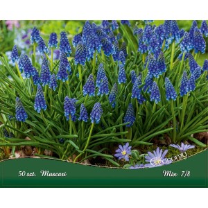 Niebiesko kwitnące cebulki kwiatowe Muscari na rabacie.