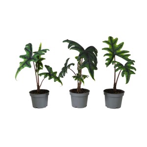 Trzy zielone rośliny doniczkowe t.b.t. w szarych doniczkach. Dekoracyjne, zielone liście.