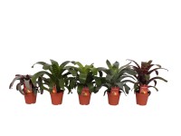 Vriesea kwitnąca roślina pokojowa