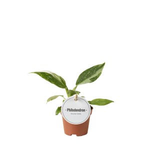 Mała roślina doniczkowa Philodendron o zielono-białych, pstrokatych liściach w brązowej doniczce.