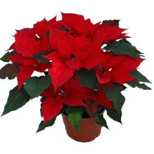 Czerwona gwiazda betlejemska w doniczce. Świąteczna dekoracja na Boże Narodzenie.