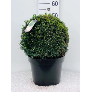 Cis w doniczce, duża, zimozielona roślina do ogrodu i na taras.