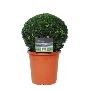 Bukszpan kulisty w doniczce, zielone liście. Ozdobna roślina ogrodowa.