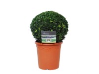 Bukszpan wieczniezielony kula śr. 35cm (Buxus sempervirens)