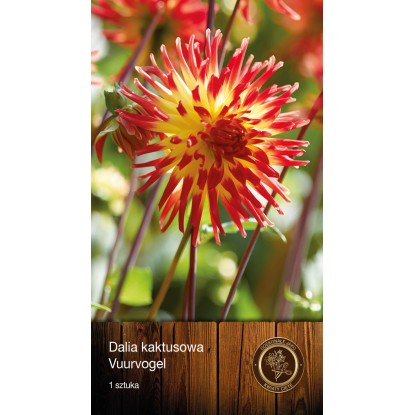 Dalia Vuurvogel 1szt.