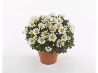 Chryzantema (Chrysanthemum) Leba - don. 17 cm