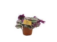Tradescantia nanouk wys. 15-20cm