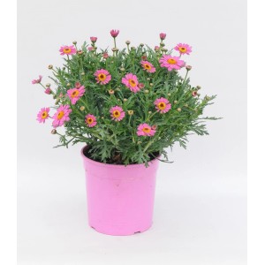 t.b.t. roślina kwitnąca z różowymi kwiatami w doniczce.