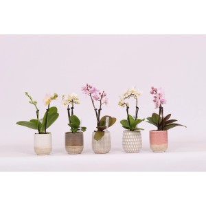 Mini storczyki w różnych kolorach i doniczkach, rośliny doniczkowe.