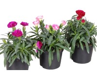 Goździk rabatowy (Dianthus sp.)