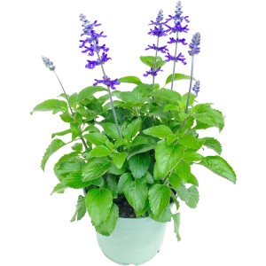 Szałwia omszona (Salvia nemorosa) mix don. 17 cm
