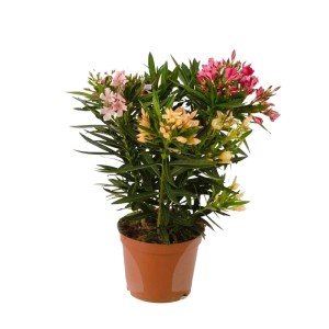 Oleander pospolity Tricolor (Nerium oleander) don. 19 cm