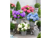 Hortensja ogrodowa (Hydrangea macrophylla) mix min. 5 kwiatów don. 23 cm