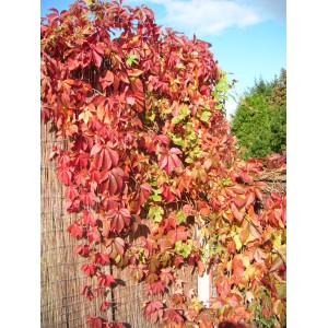 Czerwonolistne winobluszcz pięciolistkowy (t.b.t.) na ścianie. Jesienne liście.