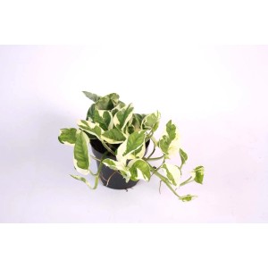 t.b.t. roślina doniczkowa z zielono-białymi liśćmi w doniczce.