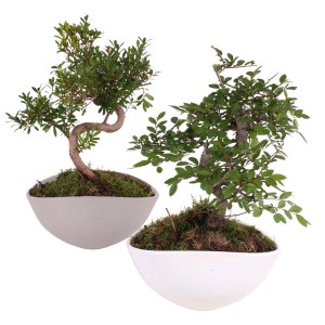 Dwa drzewka bonsai w białych i szarych doniczkach.
