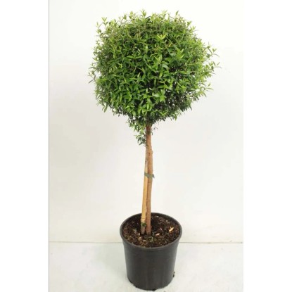 Mirt (Myrteh Communnis) na pniu - wys. około 75 cm, don. 19 cm