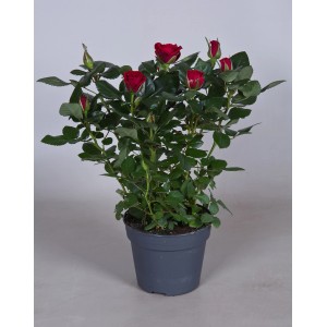 Czerwona róża rabatowa w doniczce, idealna do ogrodu i na balkon.