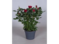 Róża Patio hit czerwień 1 -26tk24cm don. 13cm