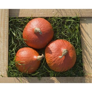 Trzy pomarańczowe dynie w drewnianej skrzynce na trawie. Dekoracja ogrodu.