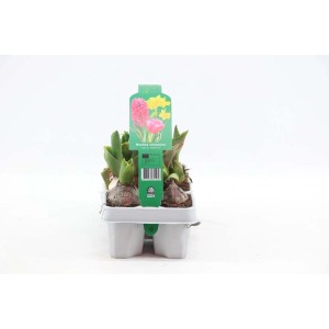 Zestaw cebulek z hiacyntami, narcyzami i tulipanami w kolorze białym. Idealny na wiosnę.