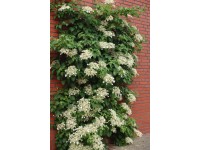 Hortensja pnąca (Hydrangea sp.)