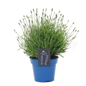 Lawenda 'Hidcote' w niebieskiej doniczce. Dekoracyjna roślina doniczkowa.