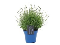 Lawenda (Lavandula angustifolia) Sensation - don. 17 cm
