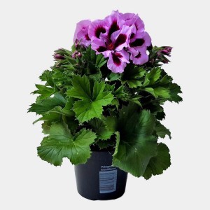 Kwitnąca roślina t.b.t. z różowo-fioletowymi kwiatami w doniczce.