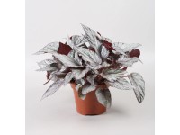 Begonia (Begonia) Artic Bree - don. 12 cm