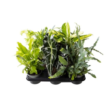 Monstera Monkey Mask (Monstera obliqua) - don. 10,5 cm