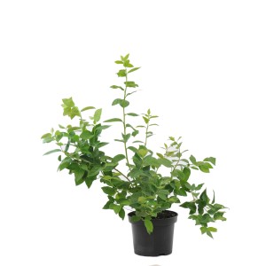 Zielona roślina borówki w doniczce.