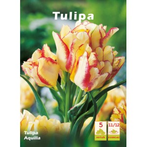 Żółto-czerwony tulipan 'Aquilla', elegancka cebulka kwiatowa do ogrodu.