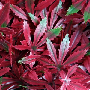Panel wertykalny Red Maple - 25x25 cm