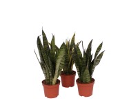 Wężownica (Sansevieria trifasciata) mix wys. 30cm