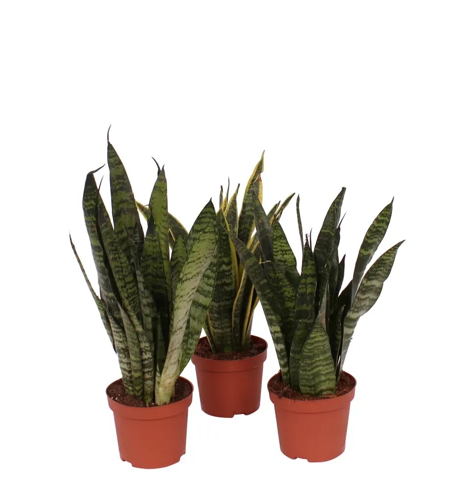 strelitzia nicolai kunstplant 180 cm Strelitzia Nicolai Kunstpflanze | 180 cm main image 0