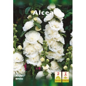 Alcea White: Kup online cebulki kwiatowe malwy białej do ogrodu.