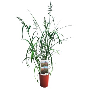 Zielona trawa pampasowa w doniczce. Roślina ozdobna do ogrodu i na taras.