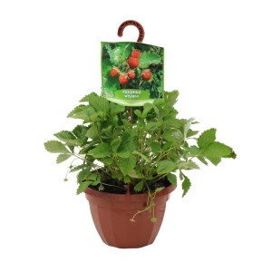 Sadzonki truskawki wiszącej w doniczce z zielonymi liśćmi i czerwonymi owocami.