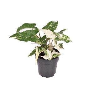 Roślina doniczkowa t.b.t. z zielono-białymi liśćmi.