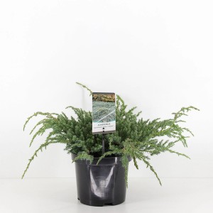 Jałowiec płożący w doniczce, zielone igły.