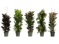 Fikus (Ficus) mix - wys. 180 cm, don. 40 cm