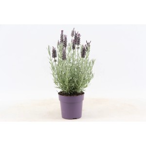 Kwitnąca lawenda w fioletowej doniczce, dekoracyjna Rośliny kwitnące do domu i ogrodu.
