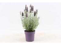 Lawenda stoechas Silver wys. 25-30cm don. 12cm
