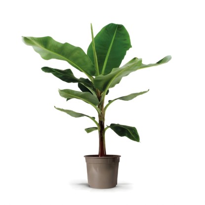 Bananowiec (Musa acuminata "Dwarf Cavendish") wys. 130 cm, don. 27 cm