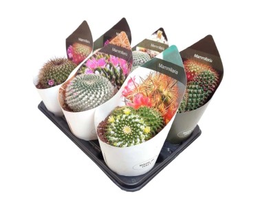 gymnocalycium leeanum Gymnocalycium Baldianum – Rita Lee's Nursery main image 0