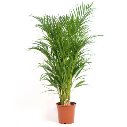 Palma Areka (Areca Dypsis) - don. 17 cm