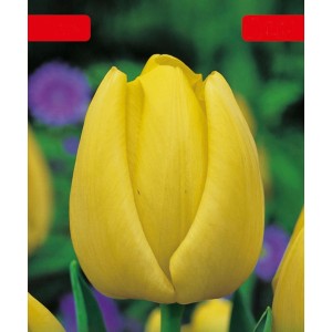 Żółty tulipan jako cebulka kwiatowa do ogrodu.