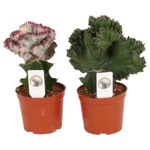 Wilczomlecz mleczny (Euphorbia lactea) - don. 12 cm